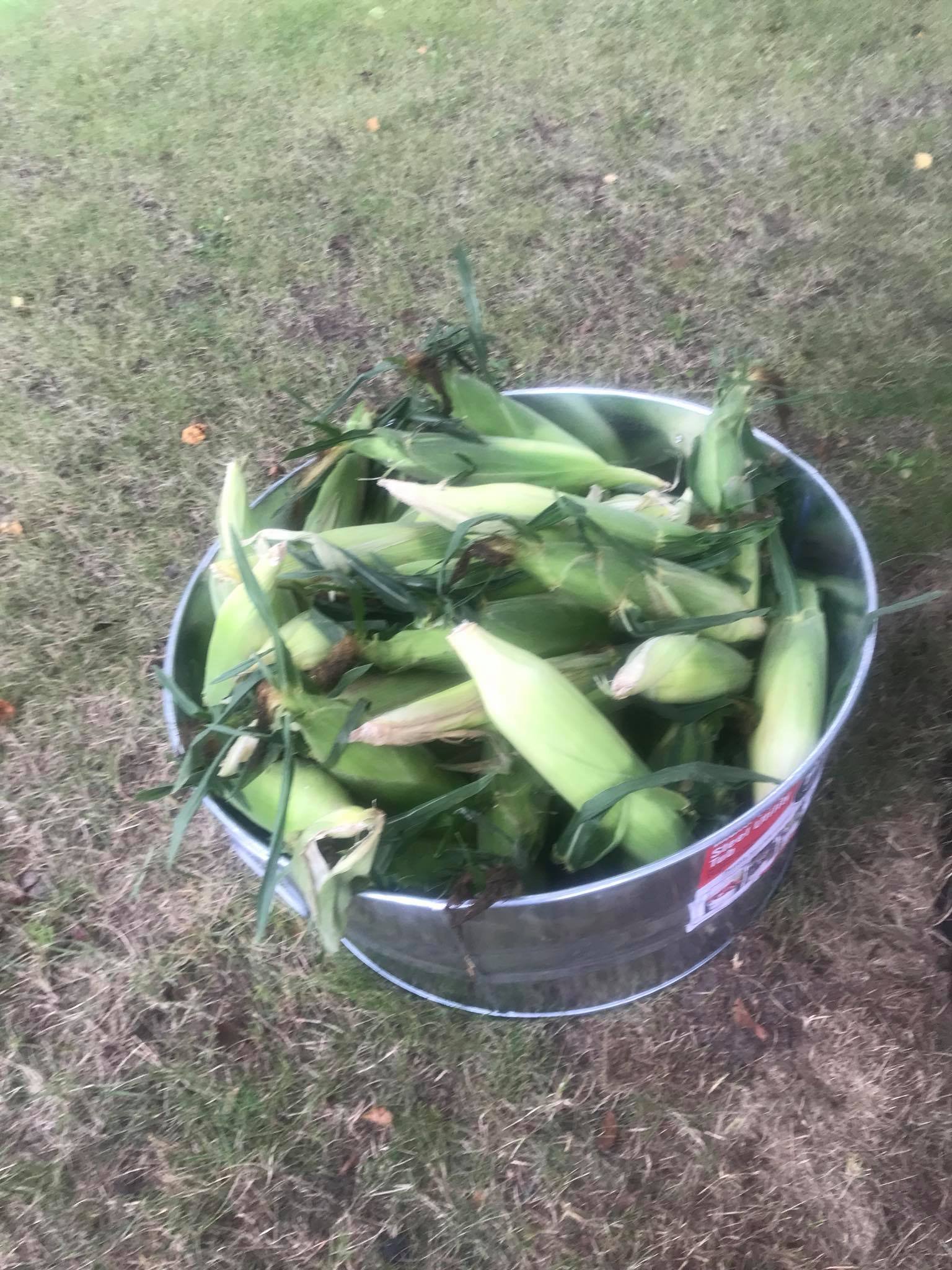 corn
